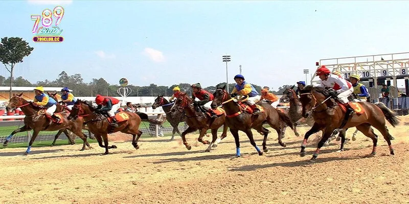 Mẹo chơi đua ngựa dễ giành thắng lớn